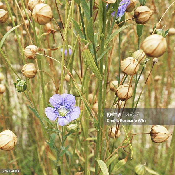flower and capsules of common flax - flachs stock-fotos und bilder