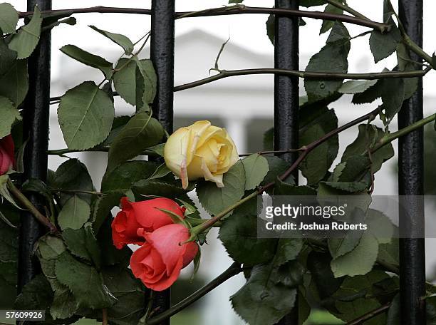 Roses hang entwined on the gates of the White House during a Mother's Day antiwar protest May 14 in Washington, DC. Several hunderd protesters...