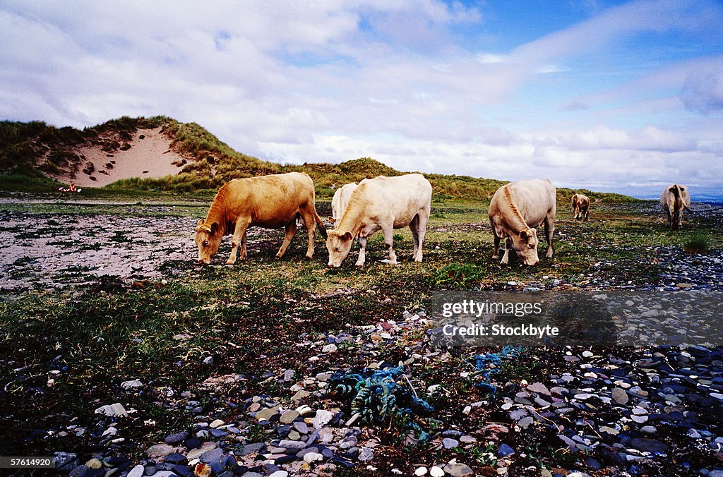 Cattle grazing in a hilly meadow