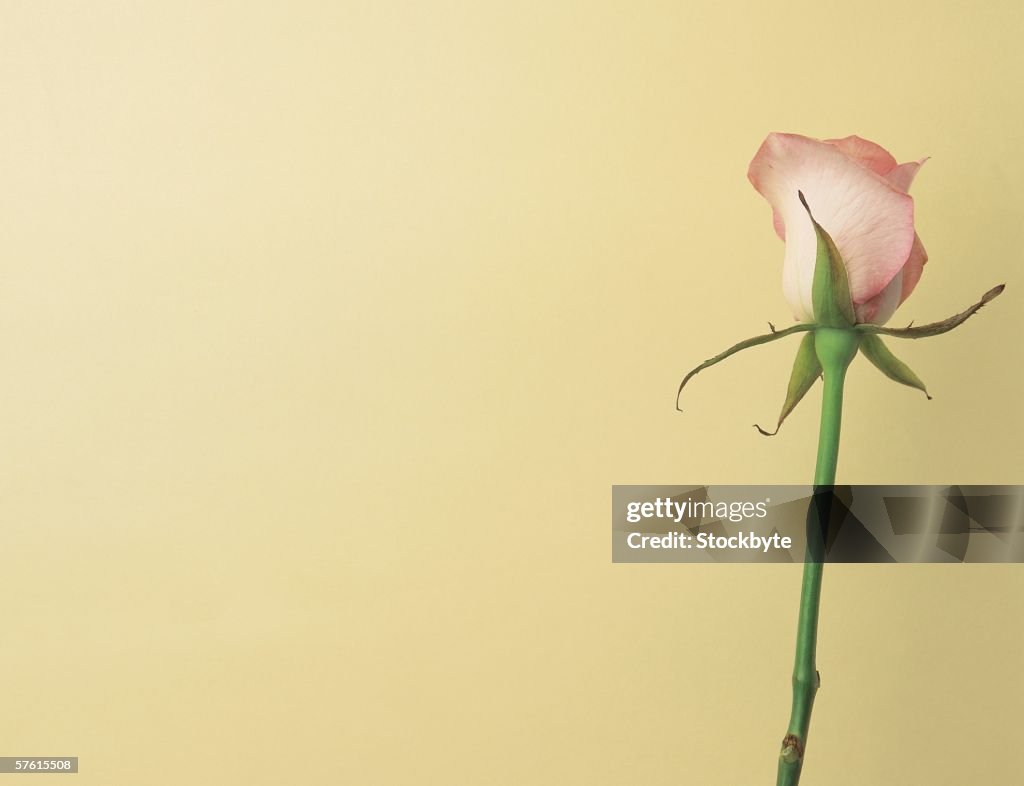 Close-up of a pink rose bud