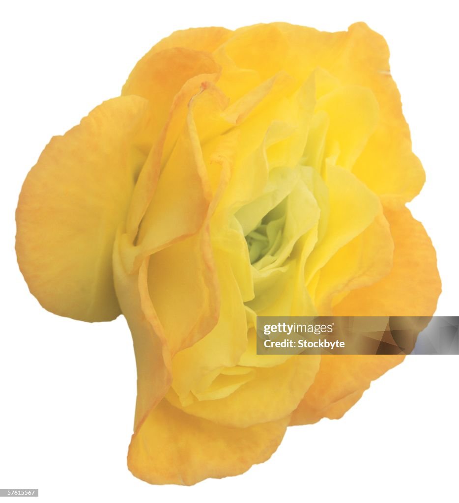 Close-up of a yellow rose