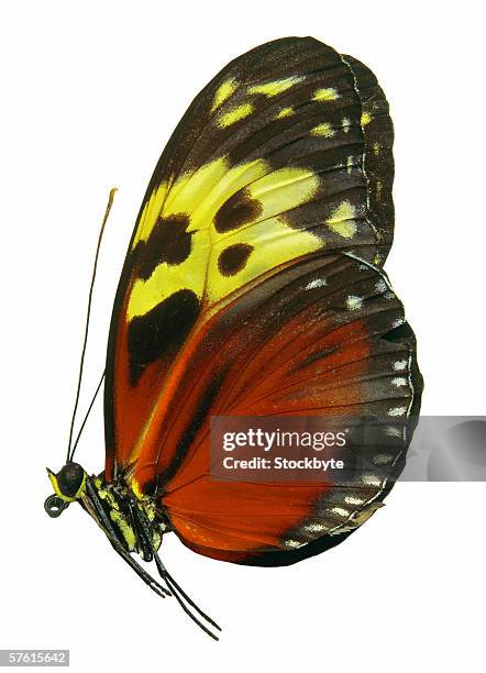 side profile of a butterfly - butterfly isolated stock pictures, royalty-free photos & images