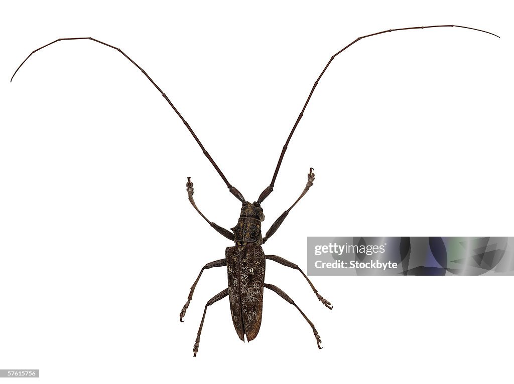 Closeup Of A Beetle With Long Antennae High Res Stock Photo Getty Images closeup-of-a-beetle-with-long-antennae-high-res-stock-photo-getty-images
