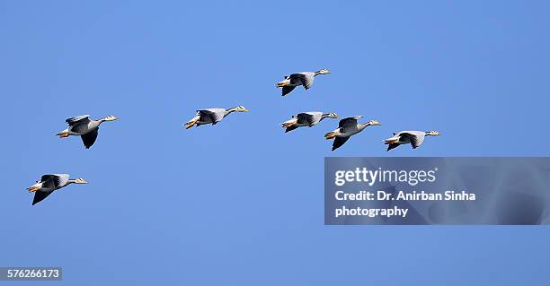bar-headed geese in flight - anser indicus stock pictures, royalty-free photos & images