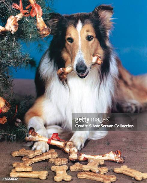Canine movie star Lassie, a rough collie, enjoys a Christmas present of a pile of dog biscuits and juicy bones, circa 1950.