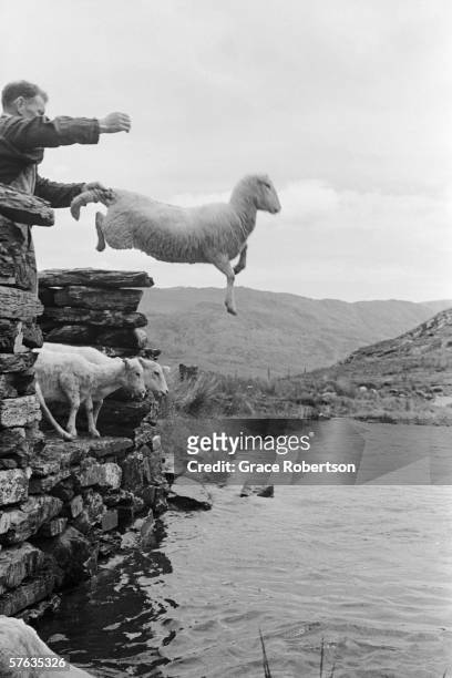 Sheep being thrown into the stream in Hafod y Llan, Snowdonia, 11th August 1951. Original Publication : Picture Post - 5377 - Shearing Time In...