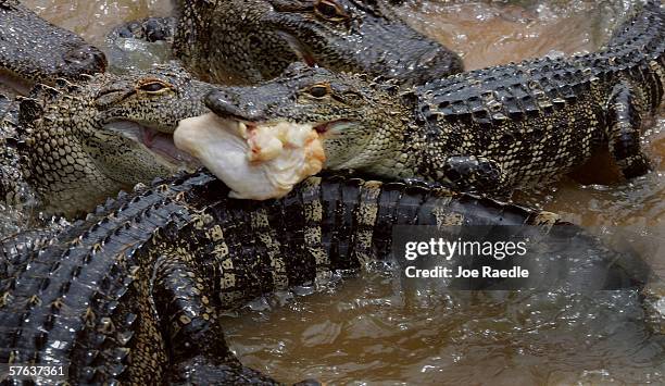 Gators Eat Razorbacks Alligators Eating Photos and Premium High Res Pictures - Getty Images