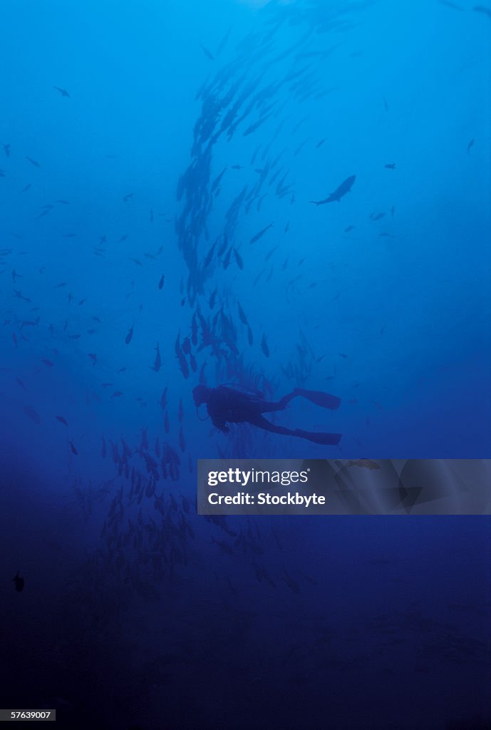 A scuba diver under the sea with a school of fish