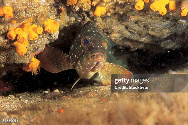 Fish Behind Rocks Hiding Under A Rock Photos and Premium High Res Pictures - Getty Images