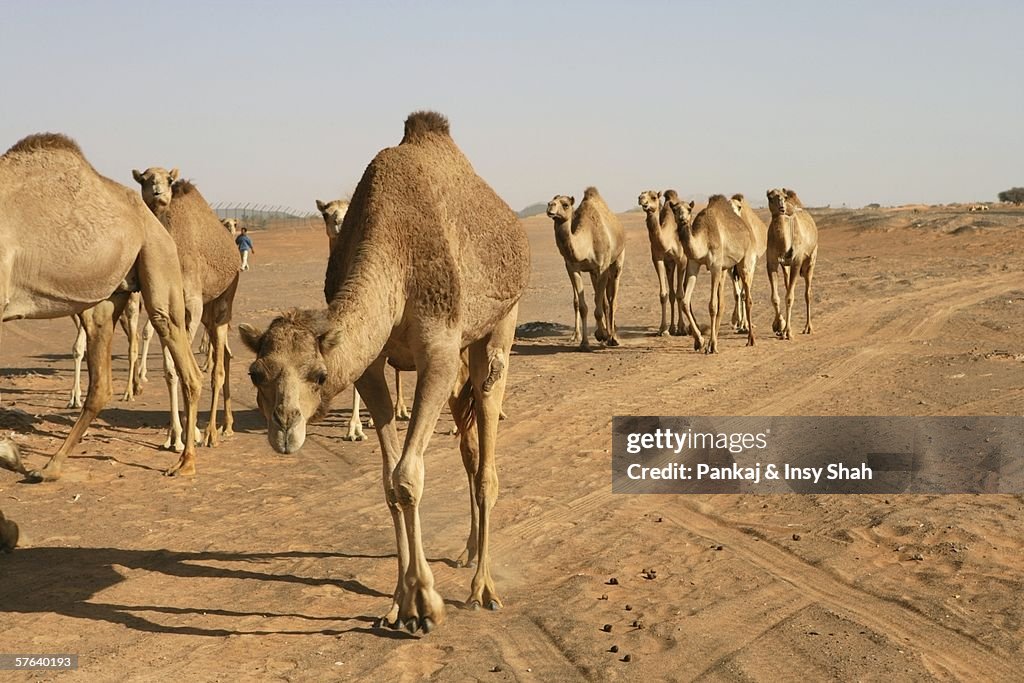 Camels in the desert.