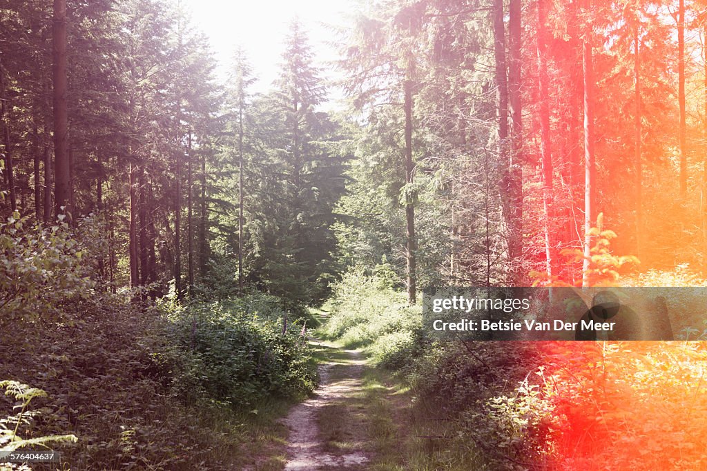 Walking path through forest