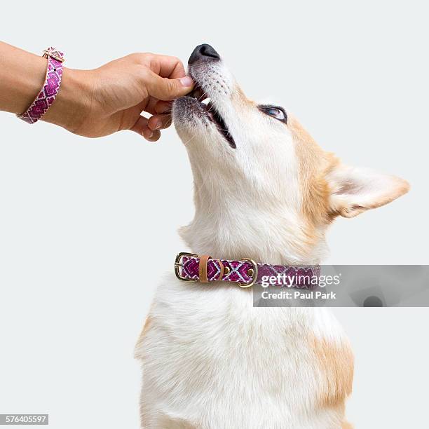 corgi dog matching collar and bracelet - collar - fotografias e filmes do acervo