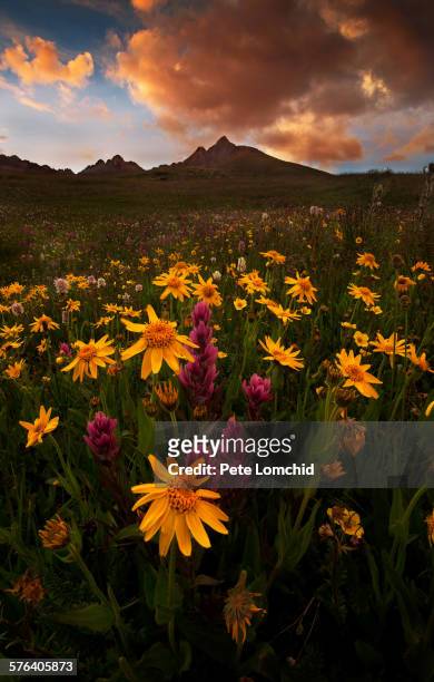 arnica flowers and mountain peak - arnica foto e immagini stock