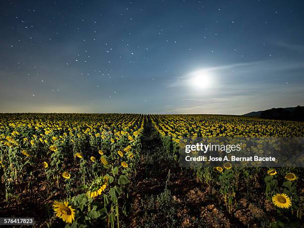 field of sunflowers with full moon - helianthus stock pictures, royalty-free photos & images