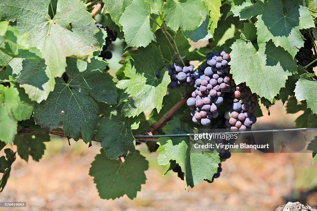 Black grapes in a vineyard