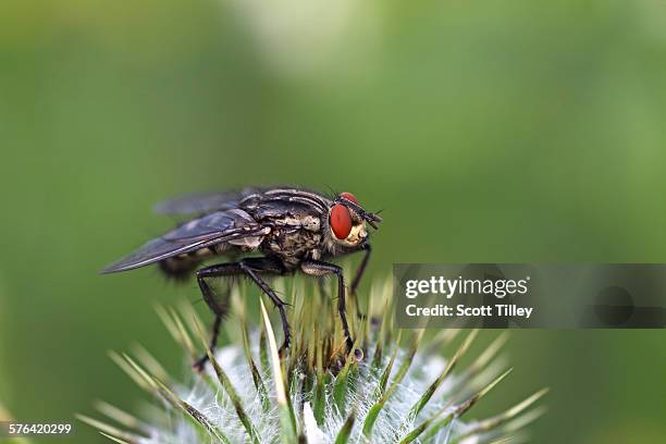 flesh fly sarcophagidae - mosca de la carne fotografías e imágenes de stock