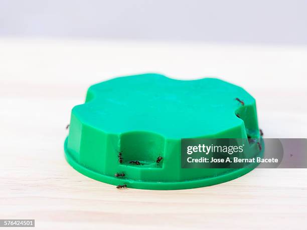 trap ants inside house - epidemic stock pictures, royalty-free photos & images