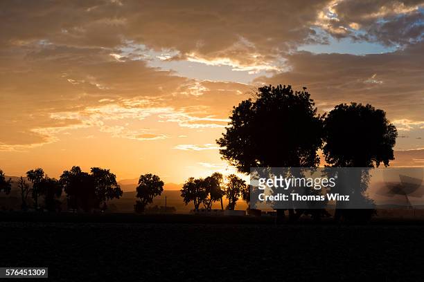 silhouetted trees at sunset - paso robles stockfoto's en -beelden