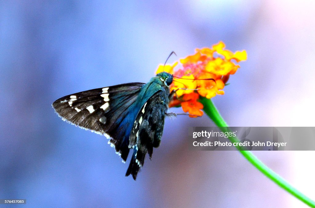 Long - Tailed skipper feeds on lantana