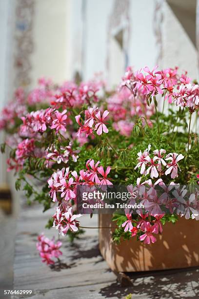 rose colored ivy geranium in ceramic pot - ガルダ ストックフォトと画像