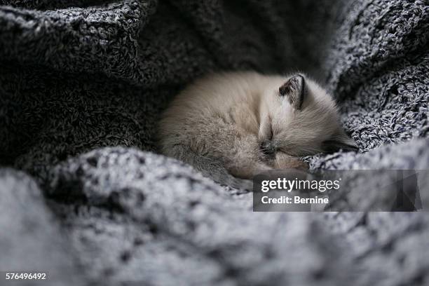 kitten snuggling in knitted blanket - kitten stockfoto's en -beelden