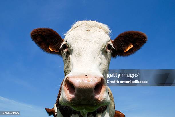 cow - allevamento stock pictures, royalty-free photos & images