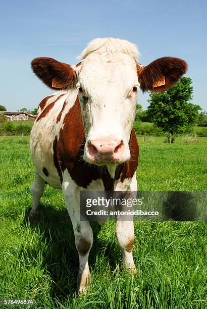 cow - agricoltura 個照片及圖片檔