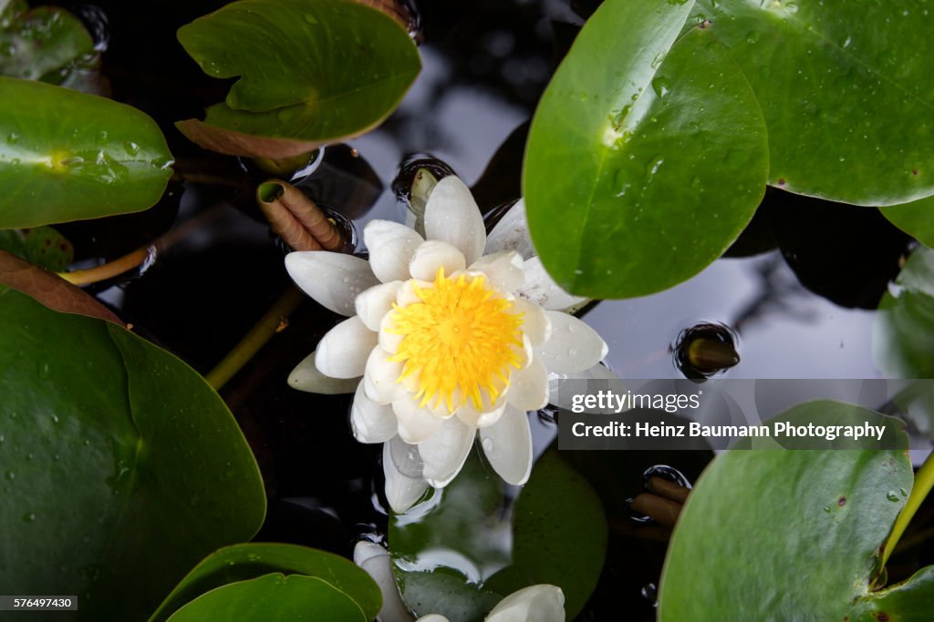 Close up of a blooming water lily (Nymphaea alba) in a pond