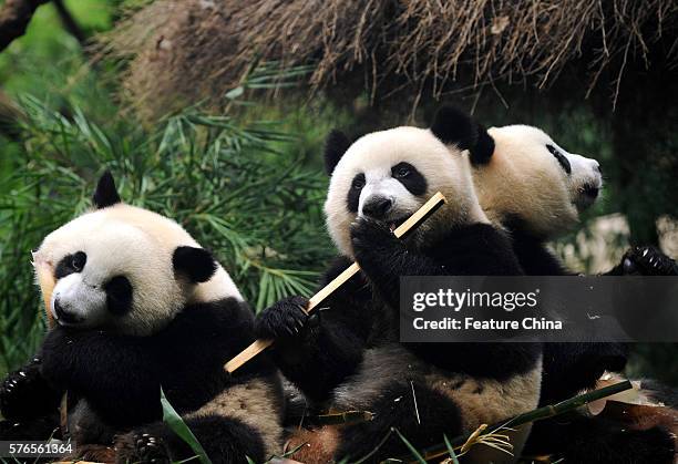 Giant panda triplets Mengmeng, Shuaishuai and Kuku eat bamboo at Chimelong Safari Park on July 14, 2016 in Guangzhou, China. The world's only...