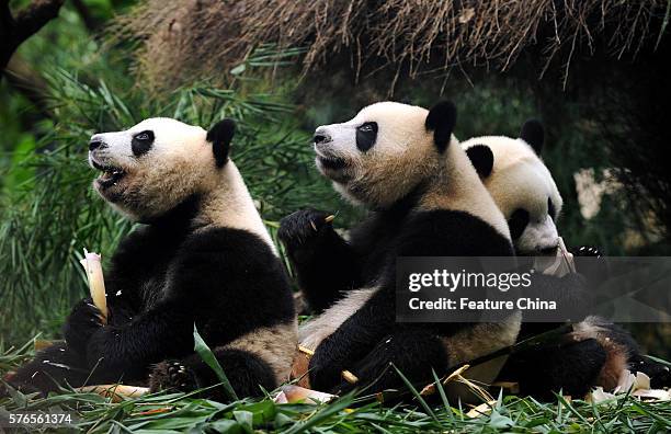 Giant panda triplets Mengmeng, Shuaishuai and Kuku eat bamboo at Chimelong Safari Park on July 14, 2016 in Guangzhou, China. The world's only...