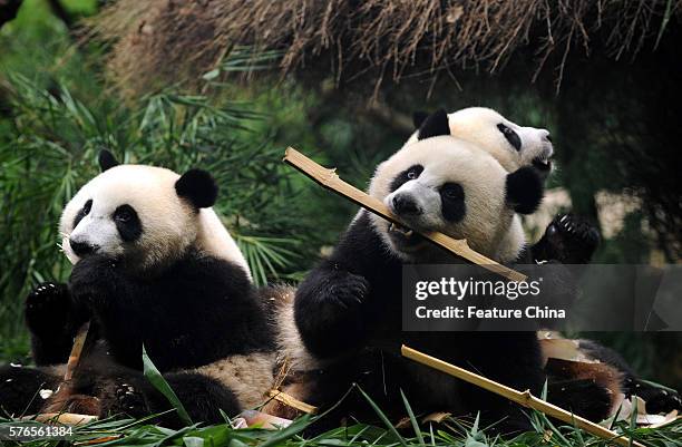 Giant panda triplets Mengmeng, Shuaishuai and Kuku eat bamboo at Chimelong Safari Park on July 14, 2016 in Guangzhou, China. The world's only...