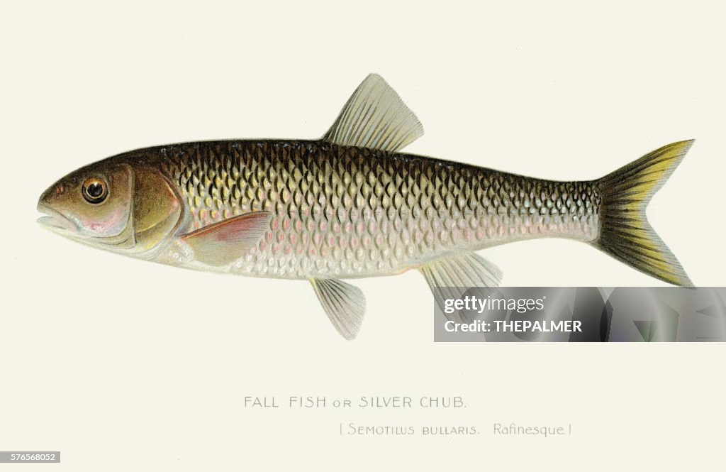 Silver chub illustration 1897