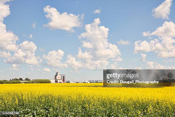 yellow canola field with grain elevator in background - saskatoon stock pictures, royalty-free photos & images