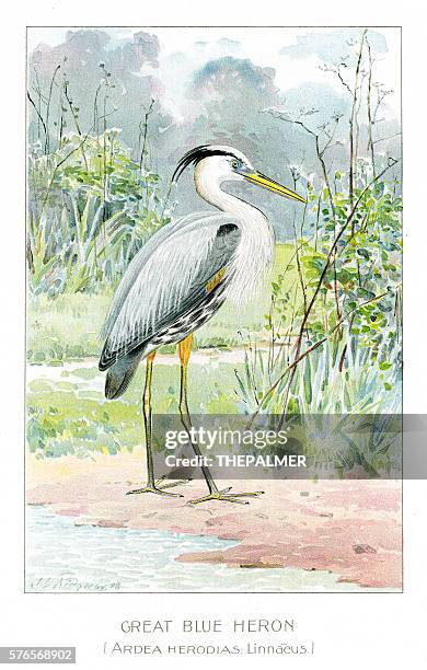 great blue heron illustration 1897 - blue heron stock illustrations