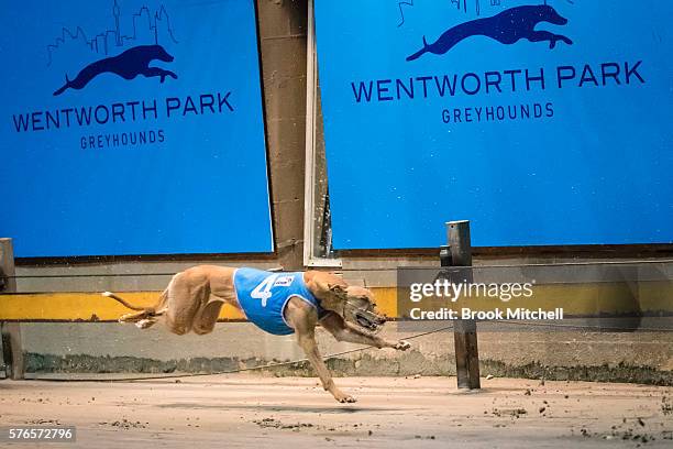 Greyhound racing resumes at Wentworth Park on July 16, 2016 in Sydney, Australia. NSW Premier Mike Baird announced the banning of greyhound racing in...