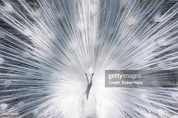 a white peacock - pfau stock-fotos und bilder