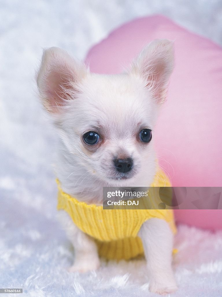 Chihuahua wearing a clothes