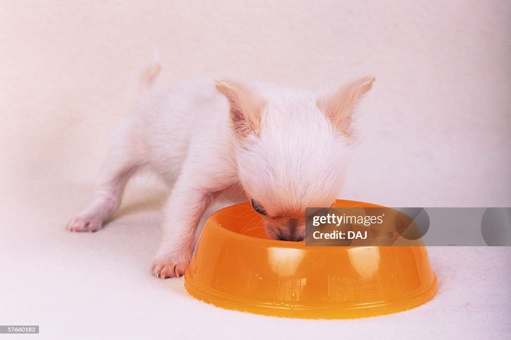 Chihuahua eating dog foods