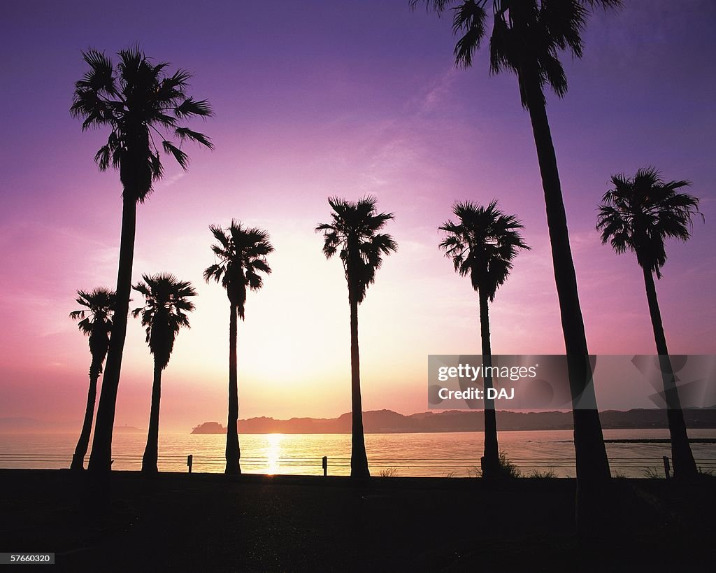 Palm trees side of Zaimokuza Beach