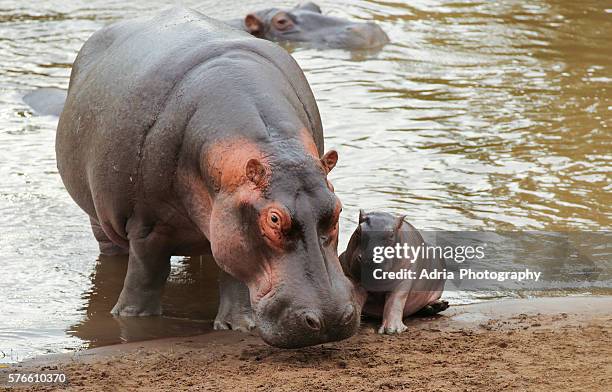 mom hipppo with newborn baby - hippopotame photos et images de collection