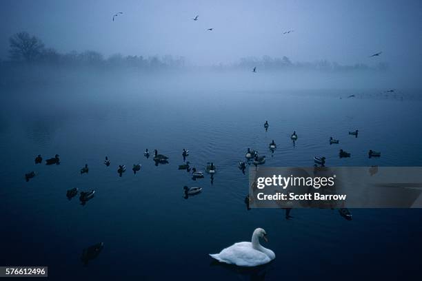 swan with ducks on a lake - migrating stock pictures, royalty-free photos & images