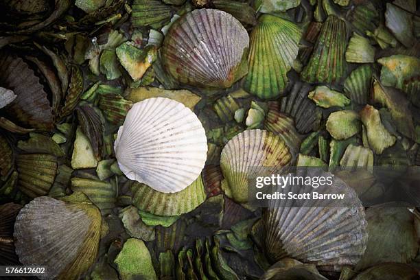 scallop shells in a shallow pool - broken seashell stock pictures, royalty-free photos & images