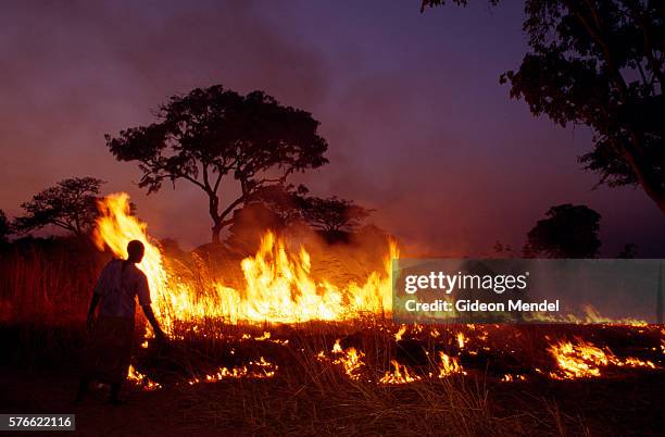 burning off dead grass in zambia - controlled fire stockfoto's en -beelden