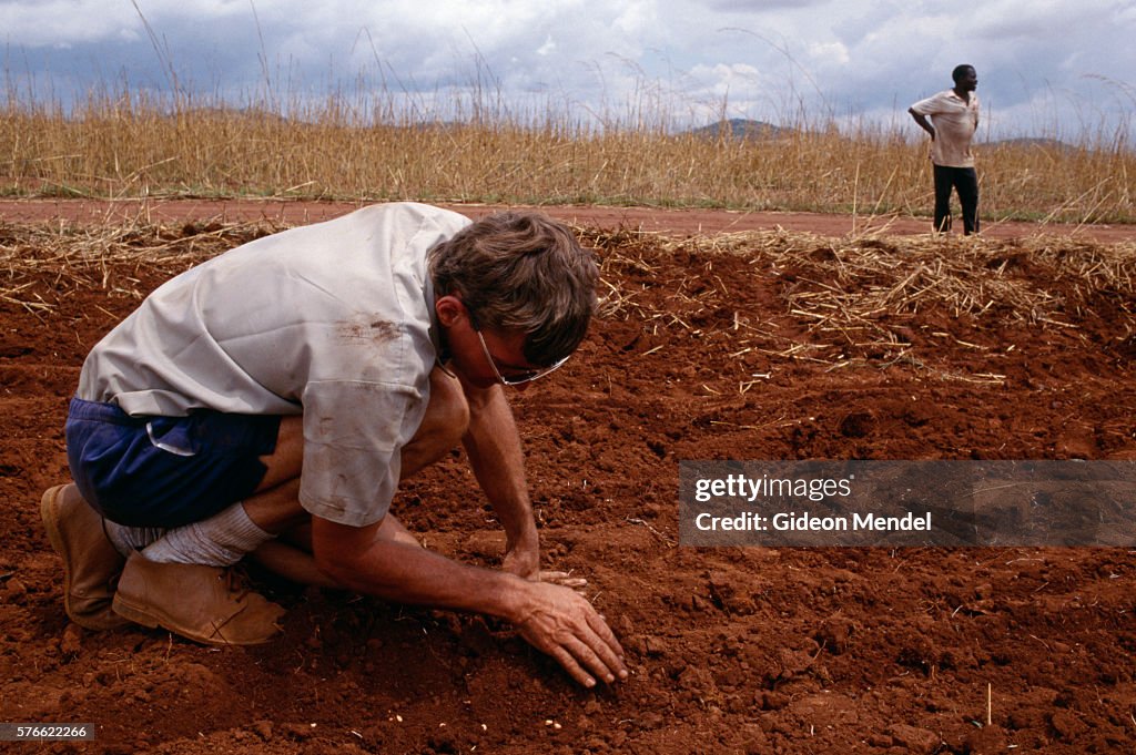 Afrikaner Farmer Planting Peanuts