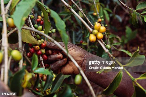 picking coffee cherries - haiti stock pictures, royalty-free photos & images