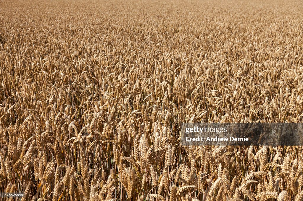 Wheat field