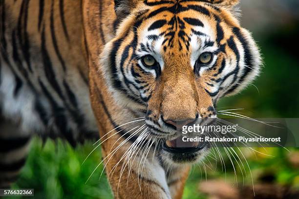 sumatran tiger (panthera tigris sumatrae). head shot - indochinese tiger stock-fotos und bilder