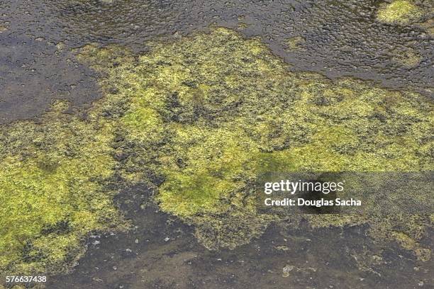 algae-bacterial bloom in the great lakes - groene alg stockfoto's en -beelden