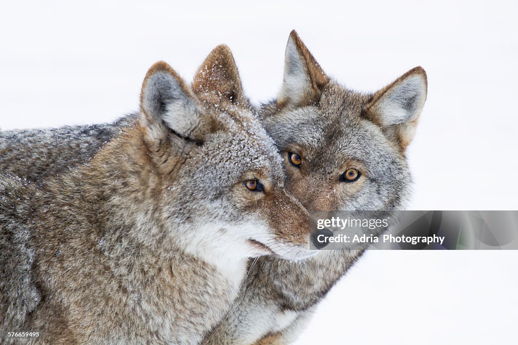 Whispering snow wolves