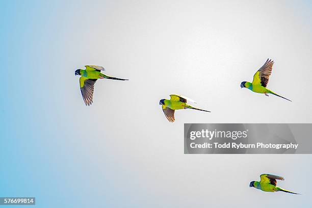 group of parrots - oiseau tropical photos et images de collection